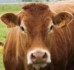 Limousin_1