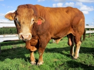 Limousin