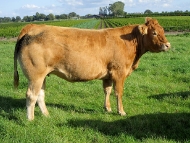 Limousin