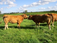 Limousin