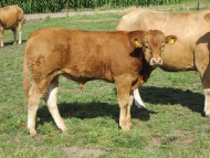 stieren_6