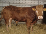 Te koop_1